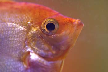 Graz-Pfanghofweg-002-Fisch-Skalare-orange