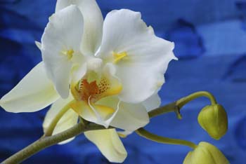 Graz-Pfanghofweg-040-Orchidee-Weiss-Gelb-Rote-Punkte