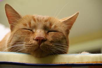 Graz-Pfanghofweg-Kater-Mucki-16-